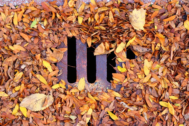 drain inspection
