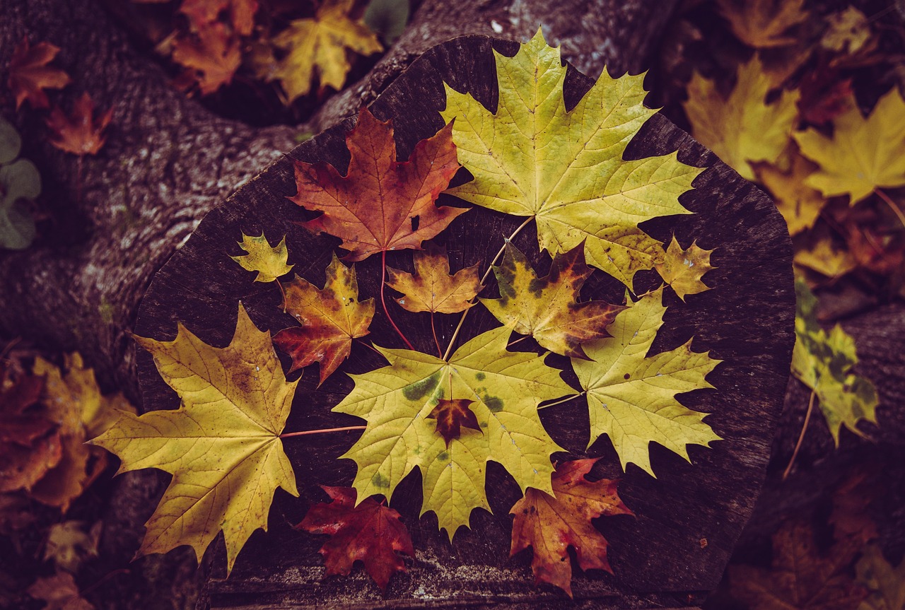 Cost-Effective Stump Removal Solutions for Homeowners in Falls Church, VA