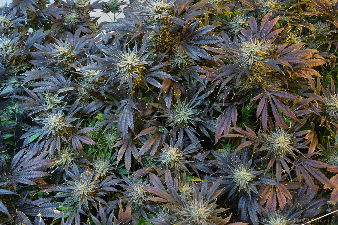 cannabis legalization