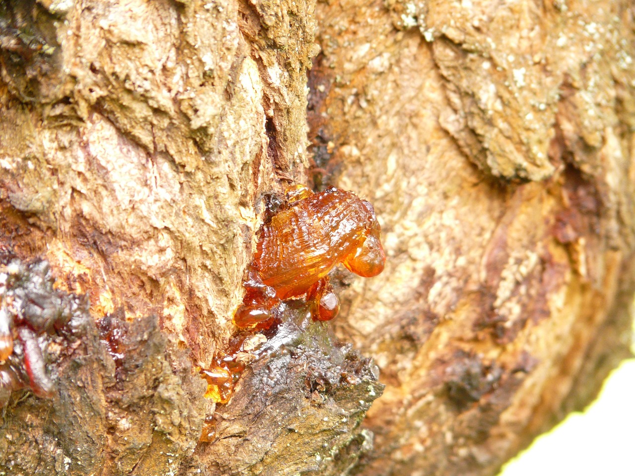 live resin