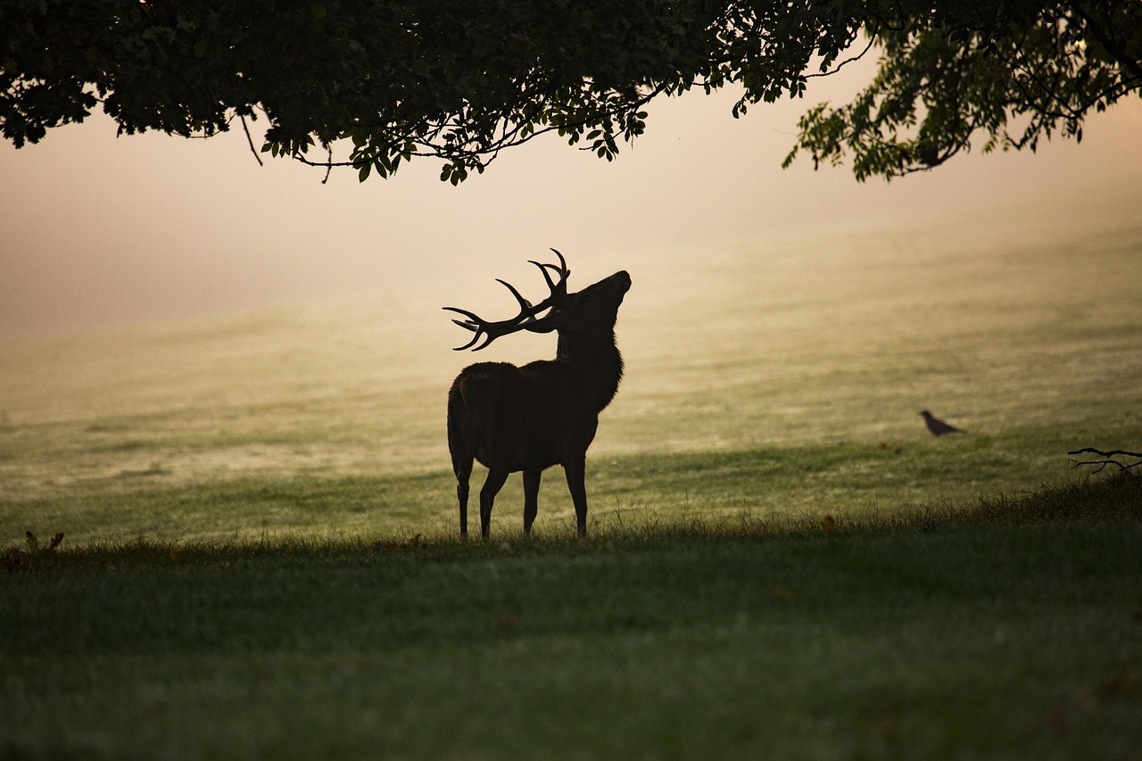 rent to own red deer