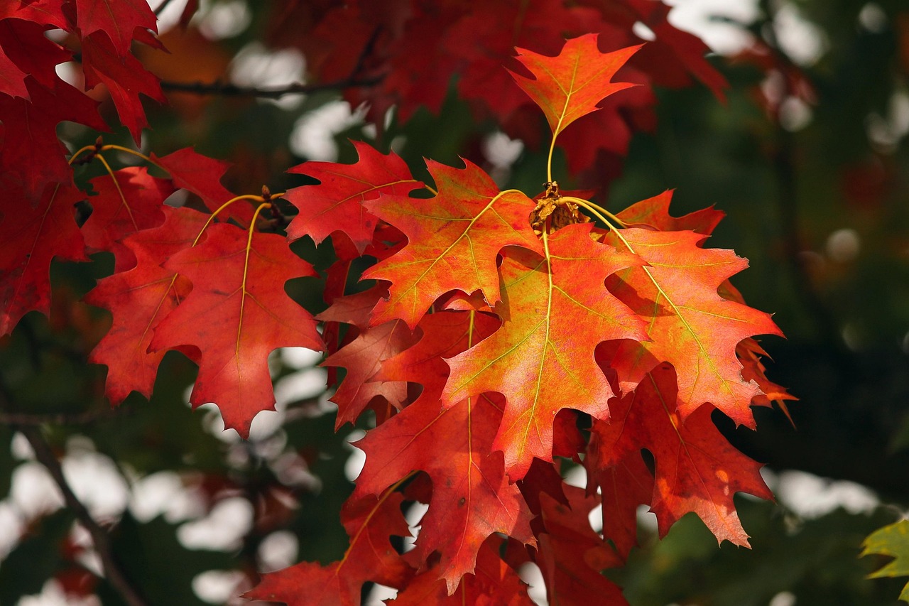 tree service falls church va