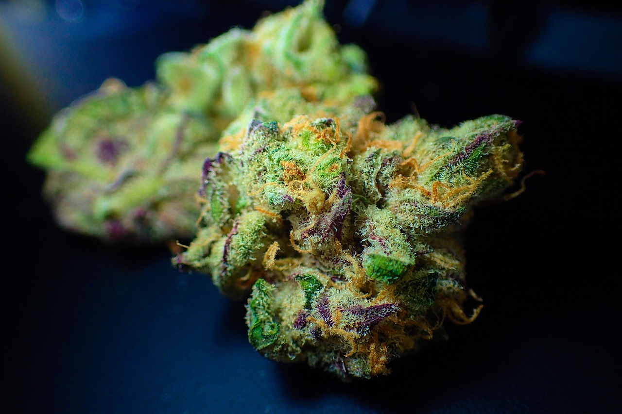 cannabis legalization