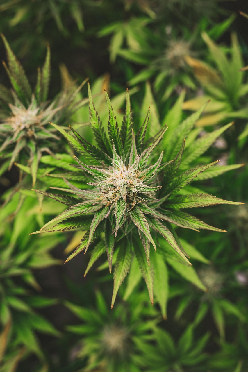 Mastering High-Potency Cannabis Oils & Concentrate Safety & Uses