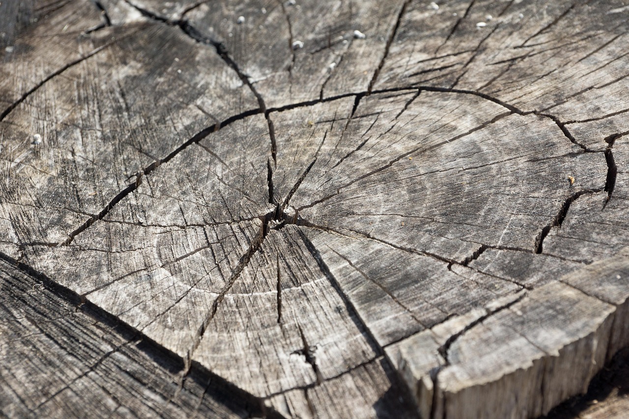 stump grinding springfield va