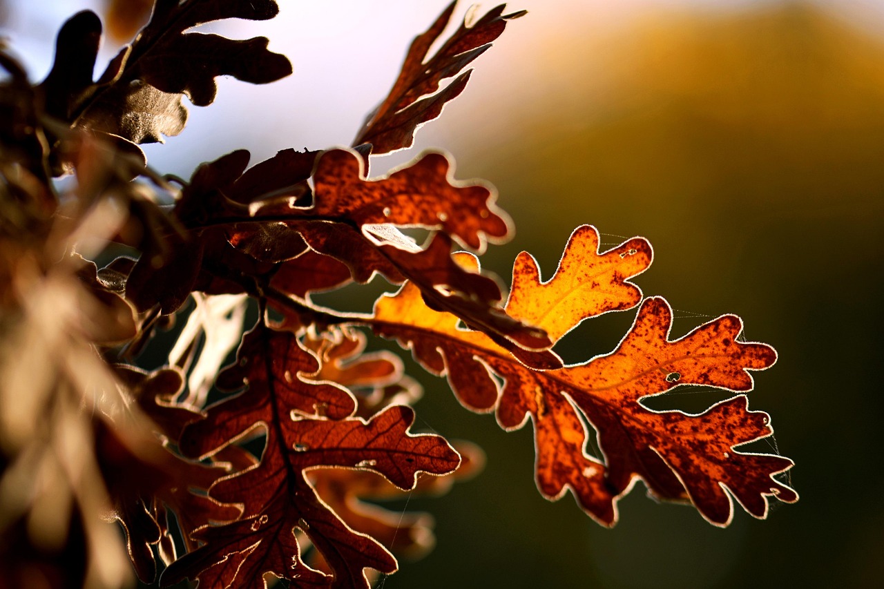 tree pruning falls church va