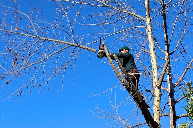 Tree pruning Alexandria va